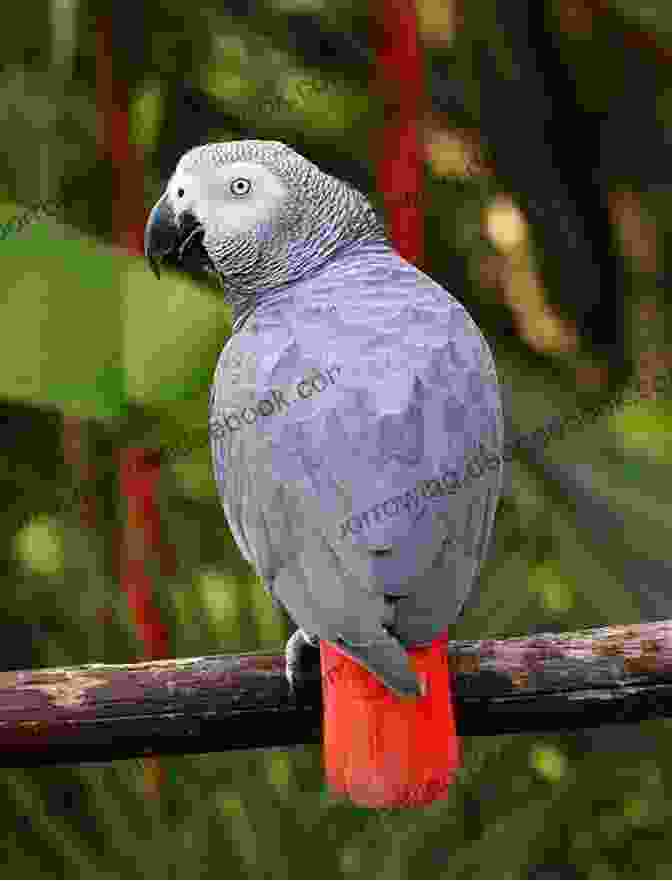 A Beautiful African Grey Parrot AFRICAN GREY PARROTS FOR NOVICES: The Concise Guide On How To Raise And Tame Healthy African Grey Parrots Housing Feeding Health And Diet African Grey Parrots As Pets