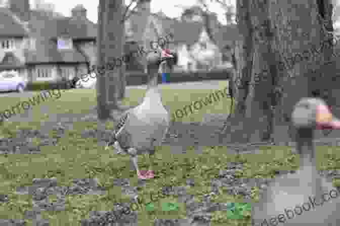 A Beautiful Gray And White Goose Standing In A Lush Green Field The Goose And Me: Take A Look Around