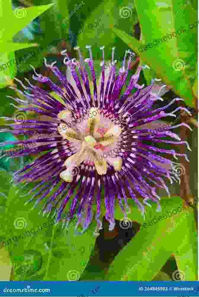 A Close Up Photograph Of A Purple Passionflower, Showcasing Its Intricate Petals And Tendrils Southern Wildflowers Douglas McPherson