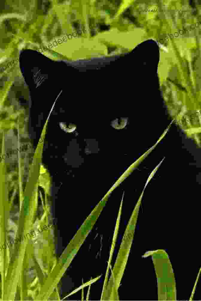 A Curious Black Cat With Piercing Emerald Eyes Looks Out A Window. Lulu Goes For A Walk: Easy Story For Reading Practice (Level 2) Picture For 2 To 6 Years Old Kids Rhyming Bedtime Story Story In Verse (Nature Stories (English))
