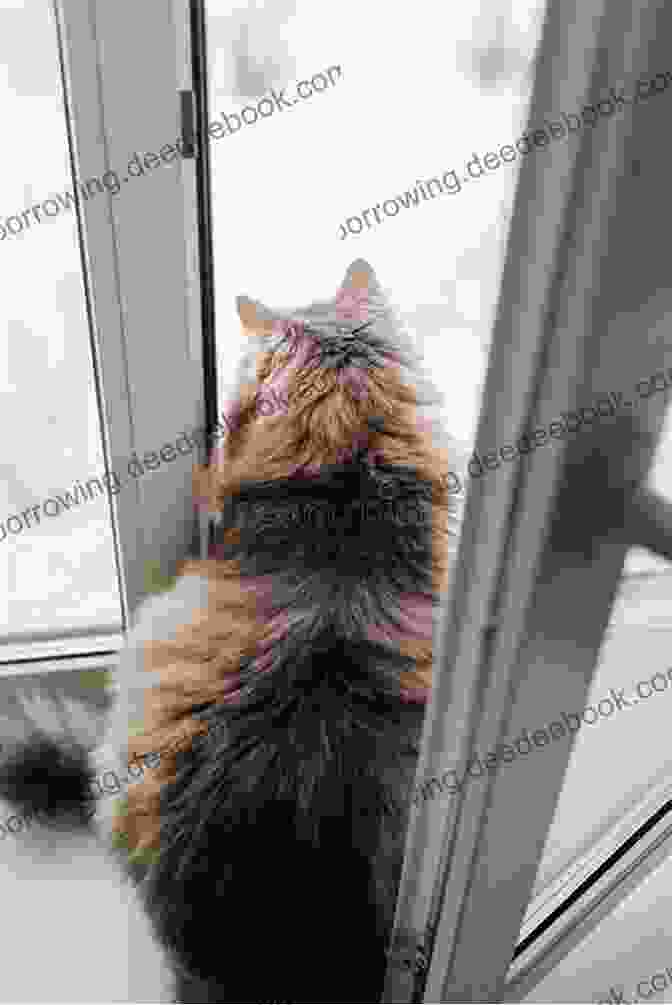 A Curious Cat Sitting On A Windowsill, Observing Its Surroundings. UNDERSTANDING CAT BEHAVIOR: A STEP BY STEP GUIDE HOW TO UNDERSTAND YOUR CAT BETTER