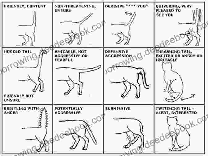 A Diagram Illustrating The Different Positions And Meanings Of A Cat's Tail. UNDERSTANDING CAT BEHAVIOR: A STEP BY STEP GUIDE HOW TO UNDERSTAND YOUR CAT BETTER