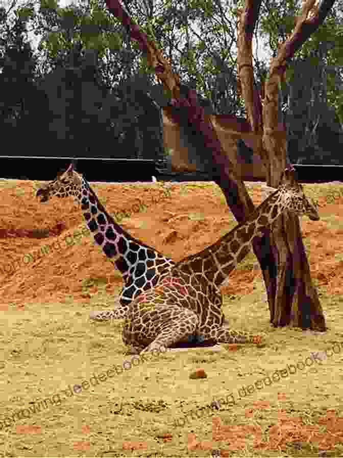 A Giraffe Taking A Nap Standing Up, Its Head Resting On Its Back How Do Giraffes Take Naps? (Little Golden Book)