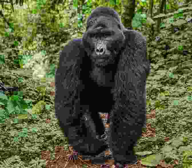 A Gorilla In Uganda Unbelievable Pictures And Facts About Uganda