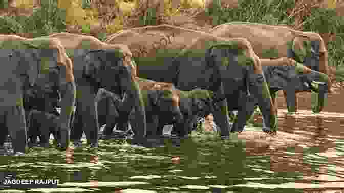 A Herd Of Elephants Roaming The Plains Of Hidden Away KGI Hidden Away (KGI 3)
