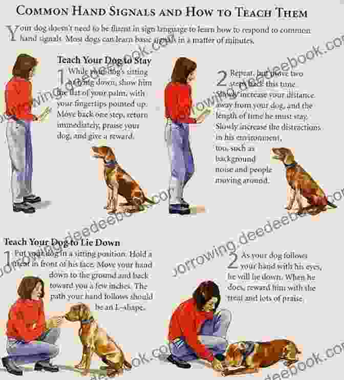 A Person Teaching A Puppy Basic Obedience Commands Train Your Lovely Puppy: The Best Training Tips
