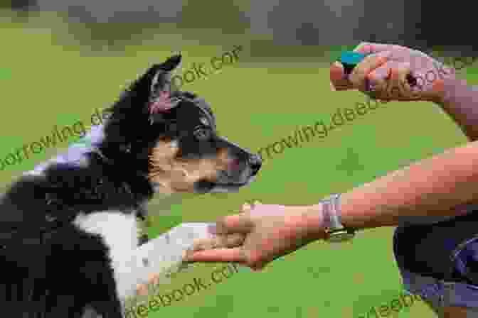 A Person Training A Puppy Using A Clicker During A Short Training Session Train Your Lovely Puppy: The Best Training Tips