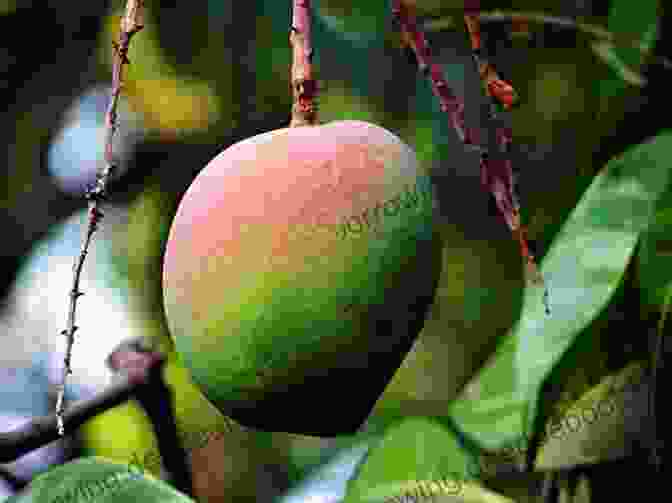 A Photo Of A Rose Apple Tree With Ripe Fruit The Rose Apple Tree: Poetry