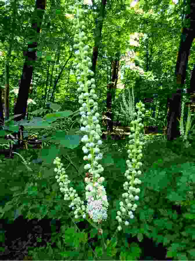 A Photograph Of A Black Cohosh Plant, Its White Flowers Blooming In Clusters Southern Wildflowers Douglas McPherson