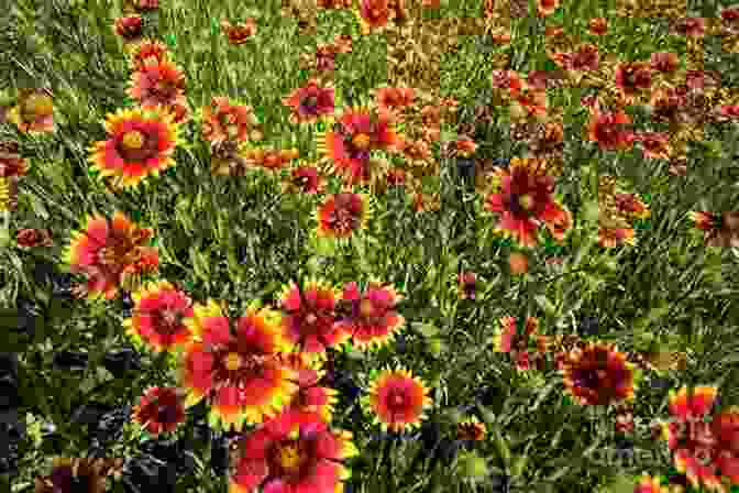 A Photograph Of A Field Of Indian Blanket Wildflowers, Their Vibrant Orange And Red Petals Creating A Colorful Tapestry Southern Wildflowers Douglas McPherson