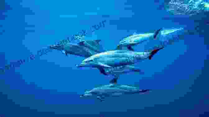 A Pod Of Dolphins Swimming In The Ocean International Marine Mammal Law Jennifer Kasius