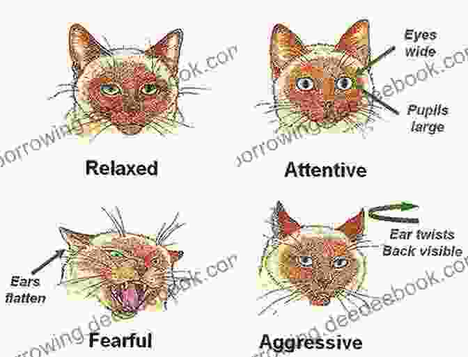 A Relaxed Cat With Its Tail Held High, Ears Forward, And A Slow, Rhythmic Tail Sway. UNDERSTANDING CAT BEHAVIOR: A STEP BY STEP GUIDE HOW TO UNDERSTAND YOUR CAT BETTER