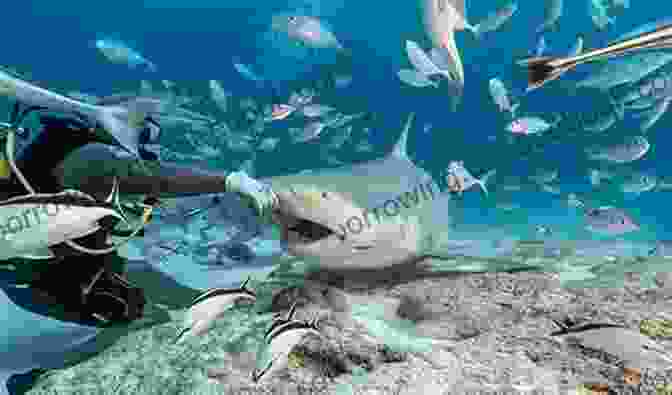 A Shark Feeding On A Fish, Demonstrating Its Natural Hunting Behavior And Focus On Prey The True Nature Of Sharks