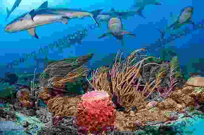 A Small Shark Swimming Near A Coral Reef, Emphasizing The Diversity Of Species And The Varying Levels Of Danger They Pose The True Nature Of Sharks