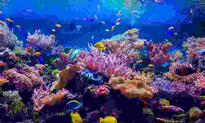 A Stunning Saltwater Aquarium With Colorful Fish And Corals Ultimate Secrets To Saltwater Aquarium Fish And Invertebrates