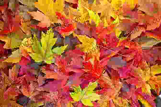Autumn Is A Time Of Changing Colors And Falling Leaves. Big Of Seasons Holidays And Weather: Rhymes Fingerplays And Songs For Children