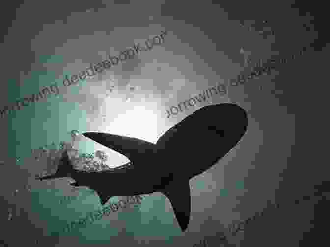 Elusive Shark Swimming In The Shadows The Science Project: NONSUCH ISLAND
