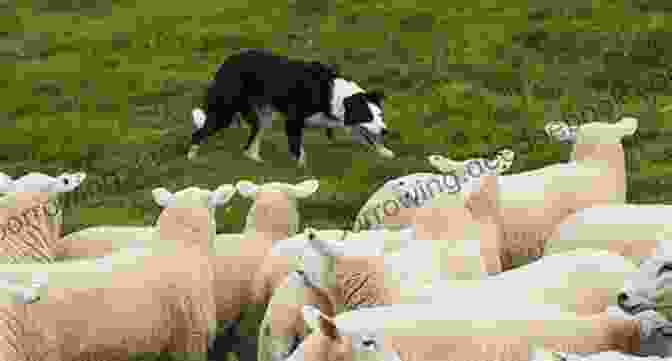 Herding Dog Working With Livestock Herding Dogs: Progressive Training Vergil S Holland