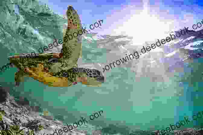 Majestic Sea Turtle Gliding Through The Water The Science Project: NONSUCH ISLAND