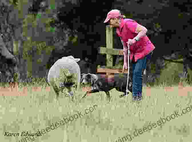 Training A Herding Dog In Basic Maneuvers Herding Dogs: Progressive Training Vergil S Holland