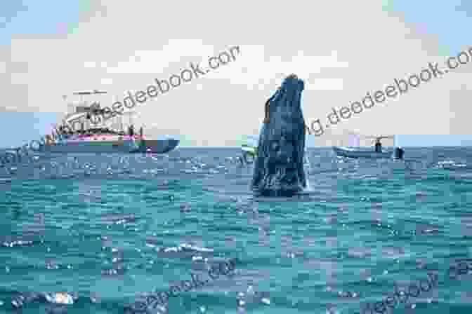 Whale Watching Tour In Maine Downeast Maine: Bar Harbor Acadia Mt Desert Northeast Harbor Beyond (Travel Adventures)